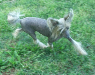 gingery chinese crested