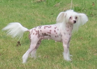 gingery chinese crested